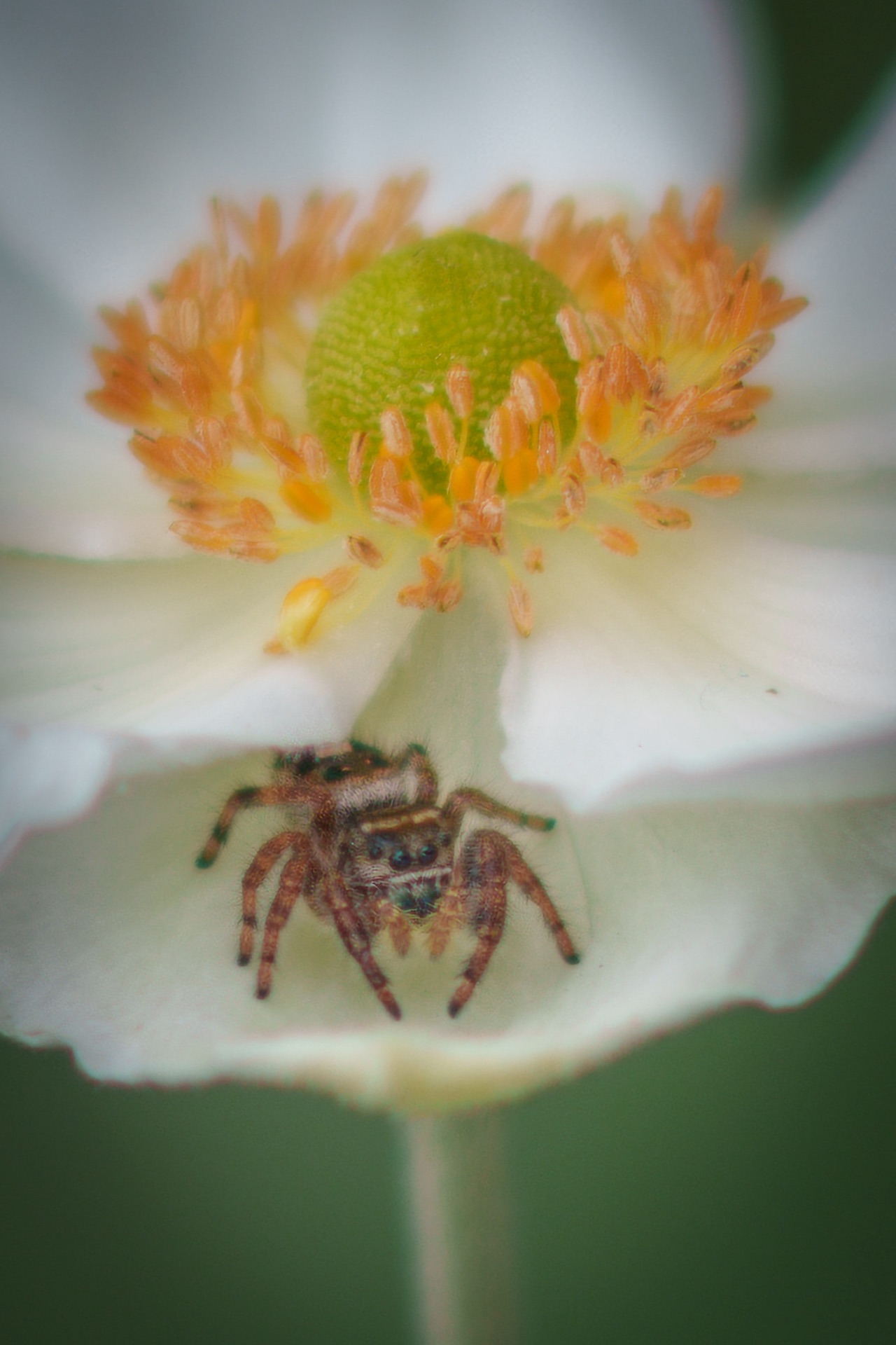 Jumping spider inside white anemone flower